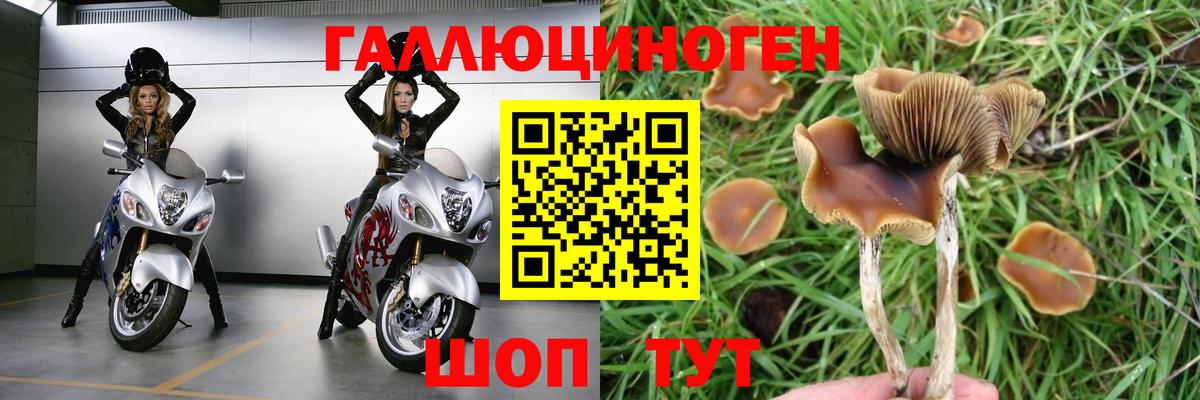 Псилоцибиновые грибы мицелий Ачхой-Мартан